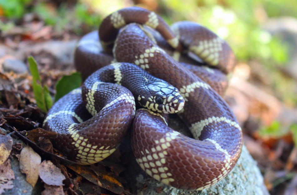 Pastebėjote invazinę rūšį iš EK pildomo sąrašo? Praneškite ministerijai