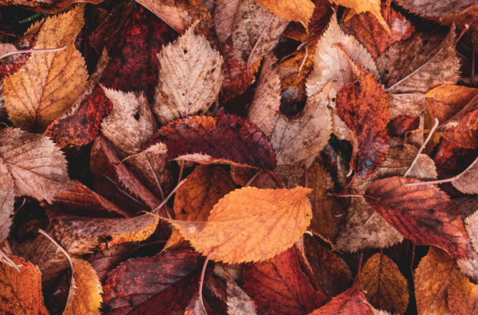 Primenama: nukritusius lapus deginkite atsakingai, antraip - piniginės baudos