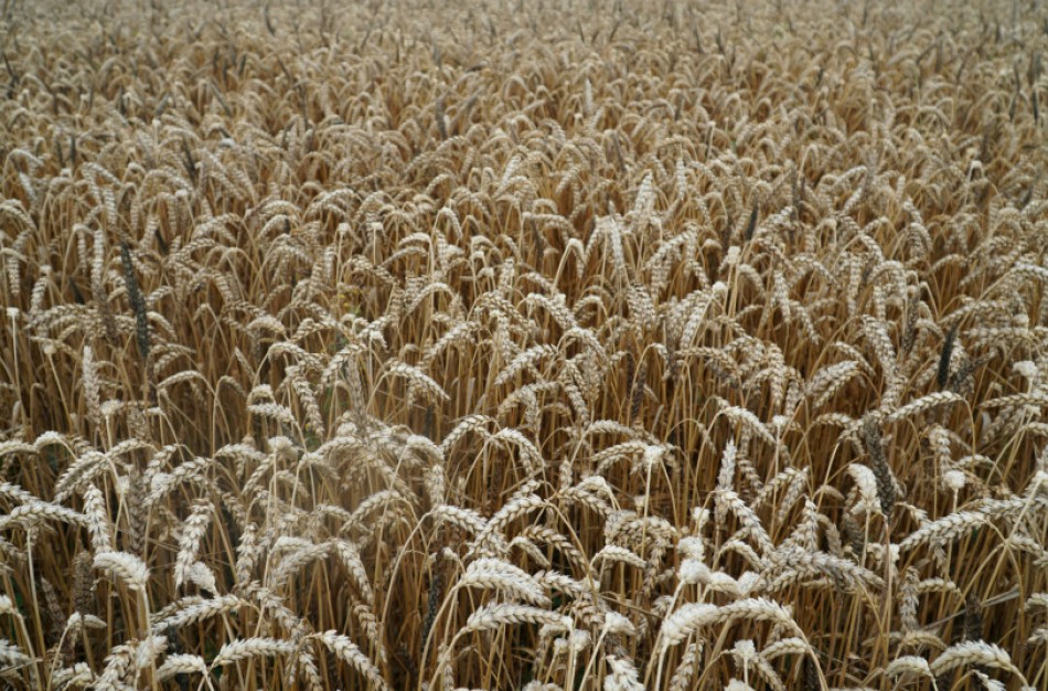 ŽŪM: COVID-19 sunkumams įveikti – beveik pusė milijardo eurų išmokų avansų