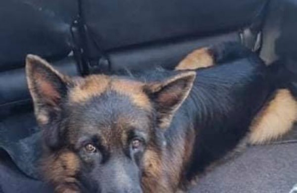 Džiaugsminga atomazga: Karat grįžo namo