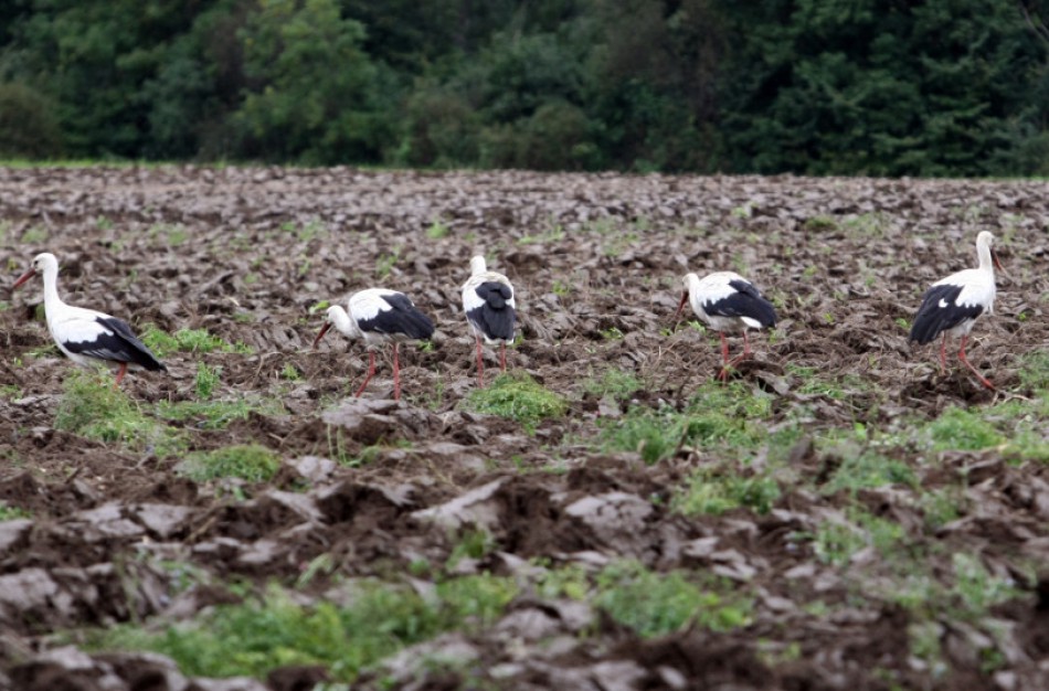 Kodėl paukščiai nyksta 5 kartus sparčiau ir ką dėl to daryti?