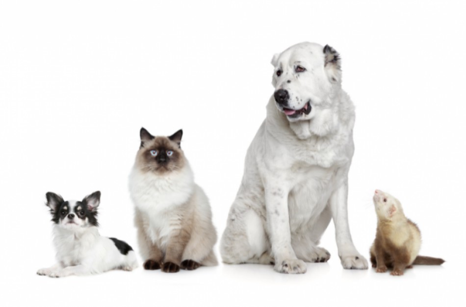 Žinia augintinių šeimininkams – paženklinti gyvūnus būtina, bet paprasta