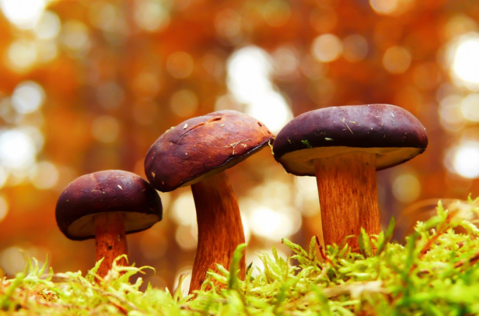 Tęsiantis miško gėrybių sezonui: net grybauti ir uogauti svarbu atsakingai