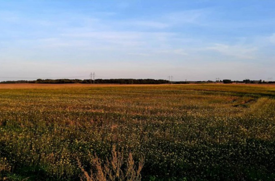 NŽT: užsienio subjektų galimybės įsigyti žemę Lietuvoje