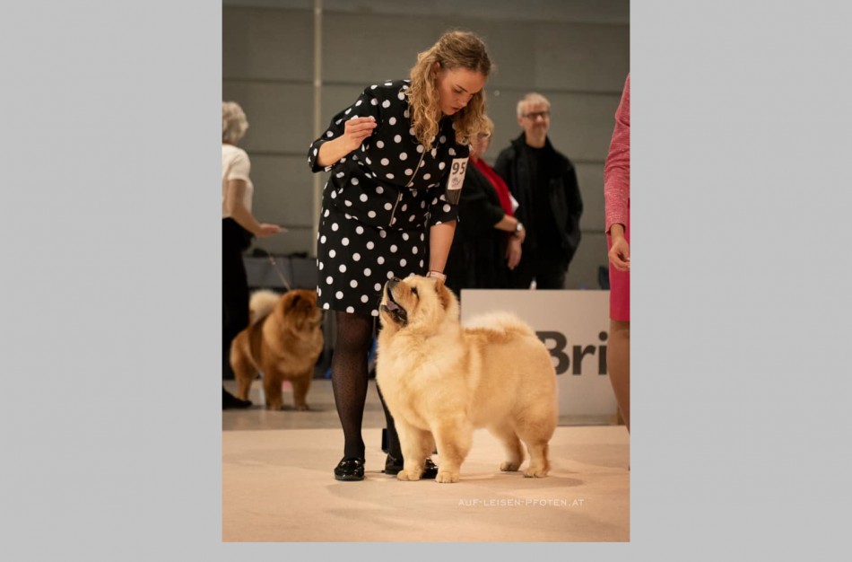 Geriausių pasaulio šunų parodoje - ir Jonavoje įsikūrusio veislyno šuns triumfas