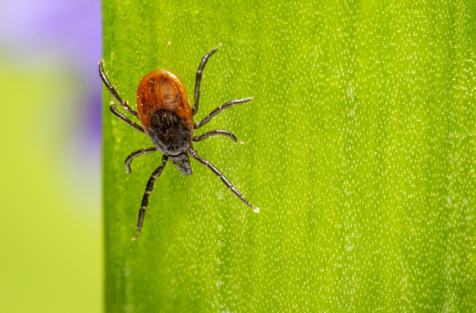 NVSC: Erkių platinamos ligos simptomai panašūs į gripo ir koronavirusinės infekcijos