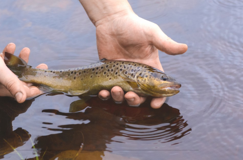 Baigiasi lašišų ir šlakių žvejybos sezonas