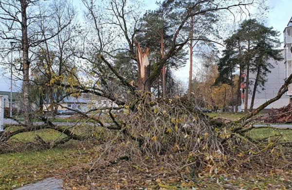 Vėjuota para Jonavoje: Virto medžiai, sutriko elektros tiekimas