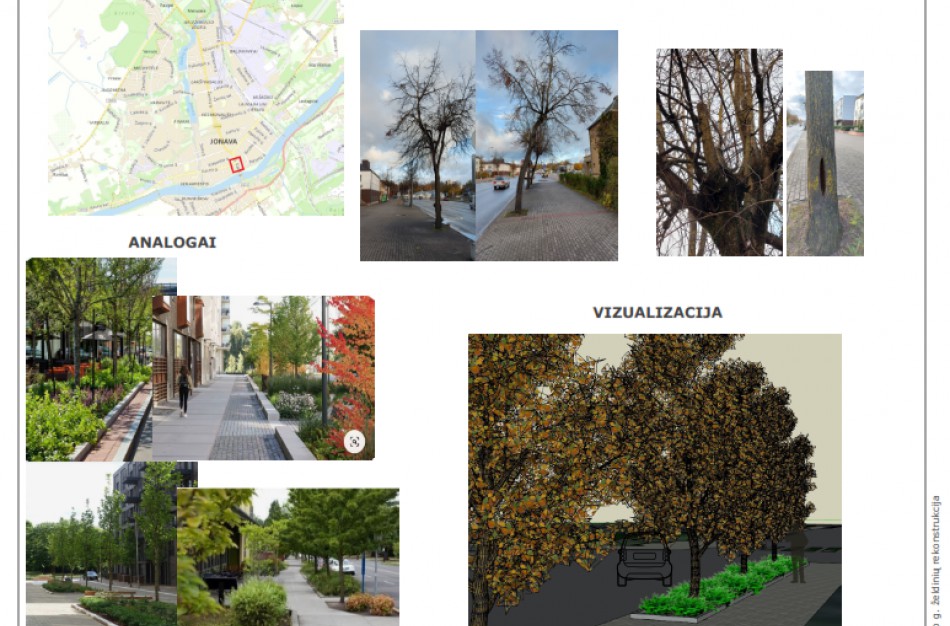 Netrukus bus atnaujinti J. Ralio gatvės želdiniai: vietoj senų liepų - sidabrinės liepos ir karpytalapės Stefanandros