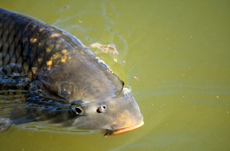 VMVT primena – nuo lapkričio 1 d. keičiasi gyvų žuvų tvarkymo mažmeninėje prekyboje reikalavimai