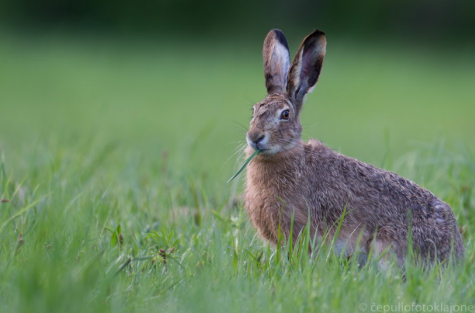 Prasidedant kiškių medžioklės sezonui, aplinkosaugininkai primena, kad ilgaausiai nyksta
