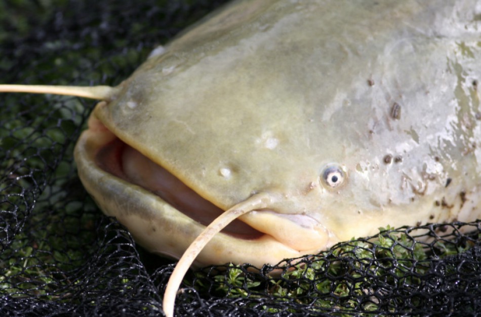 Įsigaliojo draudimas gaudyti šamus