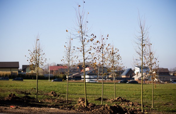 Rimkų parke pasodinti pirmieji medžiai