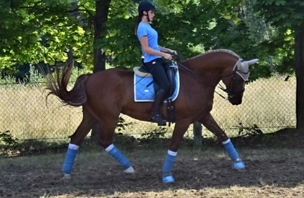 Jonavos rajone įsikūręs žirgynas atgimė naujam gyvenimui