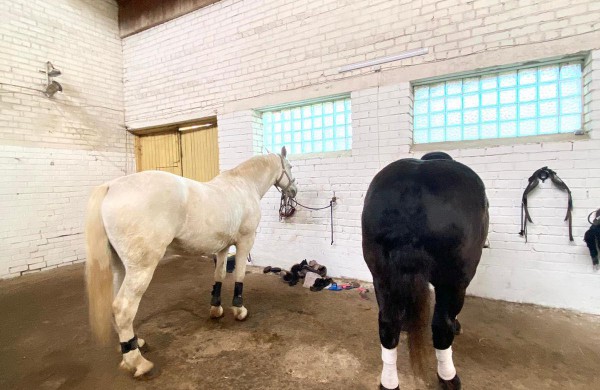 Jonavos rajone įsikūręs žirgynas atgimė naujam gyvenimui