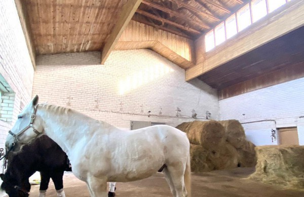 Jonavos rajone įsikūręs žirgynas atgimė naujam gyvenimui