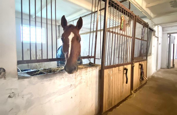 Jonavos rajone įsikūręs žirgynas atgimė naujam gyvenimui