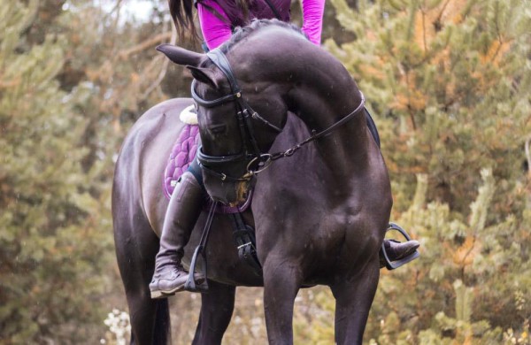 Jonavos rajone įsikūręs žirgynas atgimė naujam gyvenimui