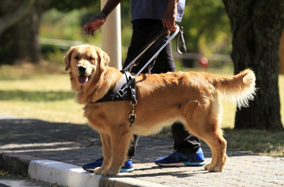 Šuns pagalbininko teisinis reglamentavimas palengvintų neįgaliųjų gyvenimą
