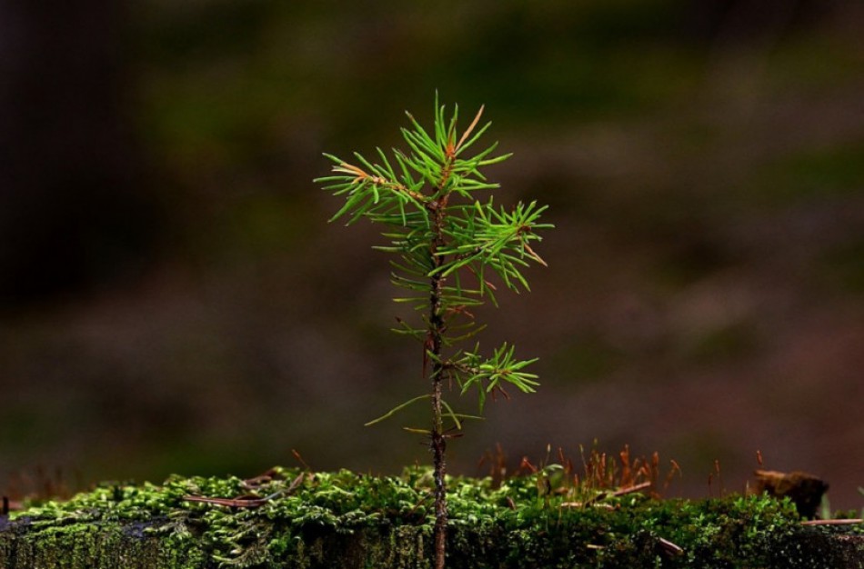 Paraiškas miškui įveisti galima teikti iki gruodžio