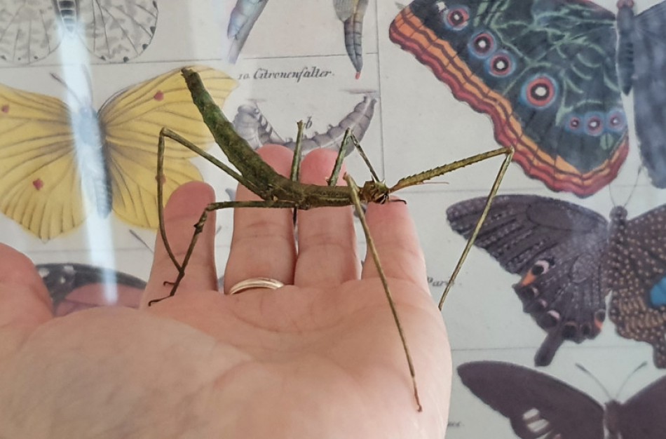 Aplinkosaugininkai ragina nedovanoti gyvūnų, jie nėra gyvi „žaisliukai“