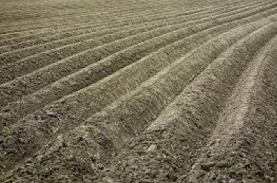 Žemės ūkio ministerija turi palankių žinių pievas išarusiems ūkininkams