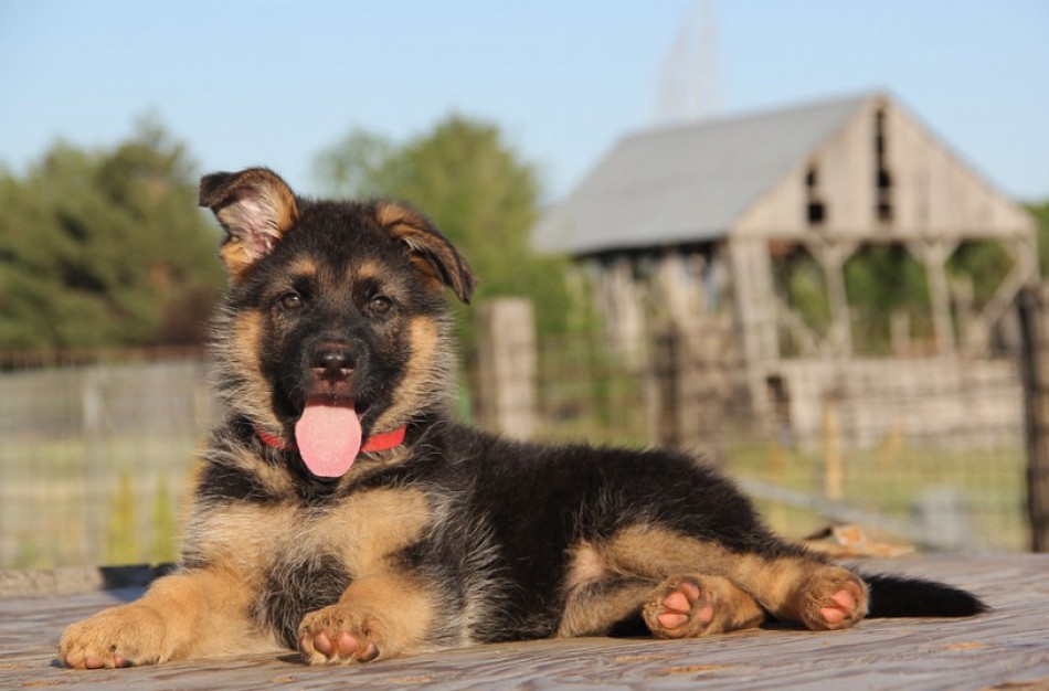 Kiek kainuoja paženklinti augintinį?