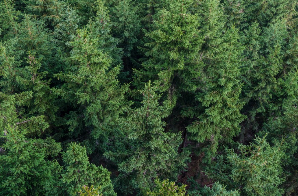 Skelbiamas Nacionalinės miškų vizijos tekstas