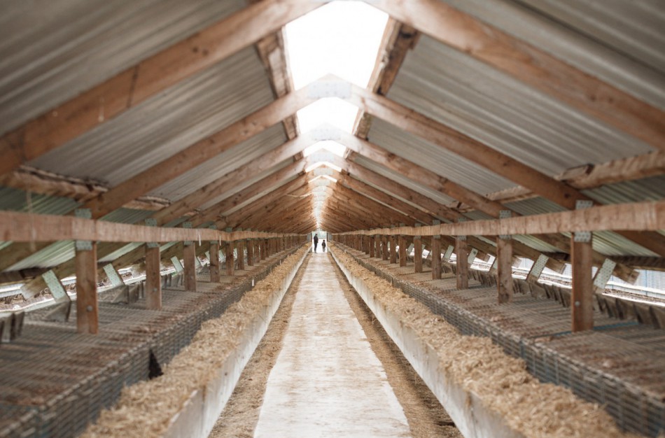 Seimas spręs, ar uždrausti kailinių žvėrelių ūkius