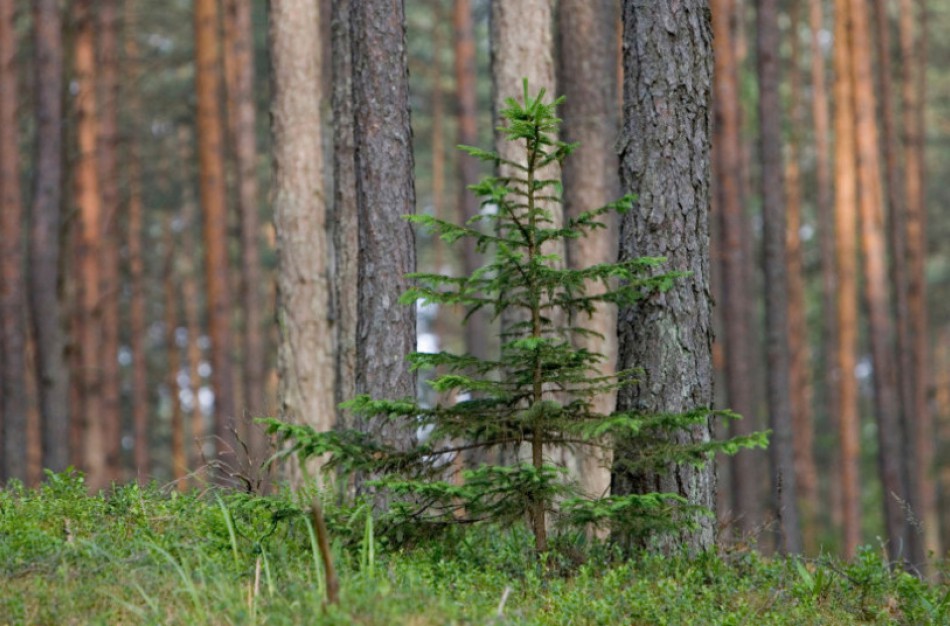 Nauja aplinkosauginė akcija „Miškas“
