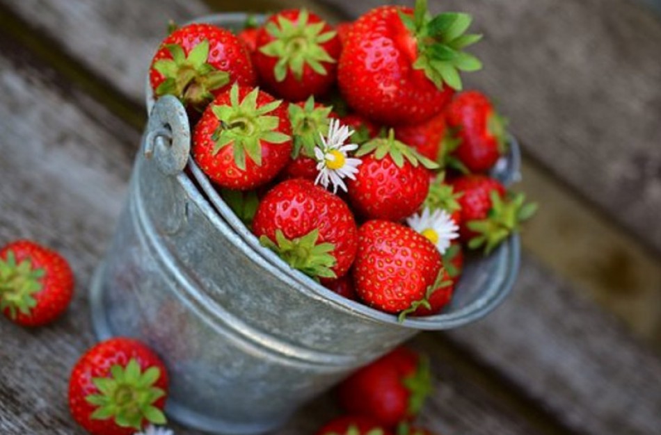 Uogininkystės ūkiams kooperuojantis – didesnė parama