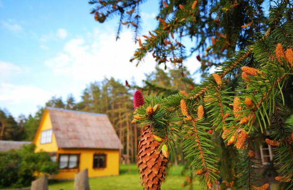Jonavos rajone įsikūrusi sodyba iki šiol ,,pasakoja" trijų menininkų istoriją: ar tikrai viską žinote apie Samulevičius?