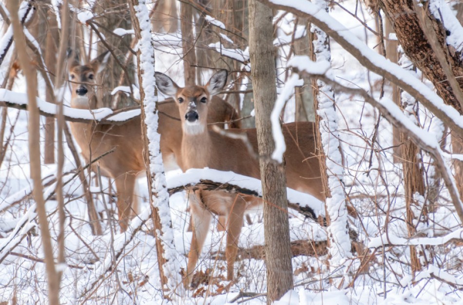 AAD: Laukiniais gyvūnais pasirūpinsite jų nešerdami