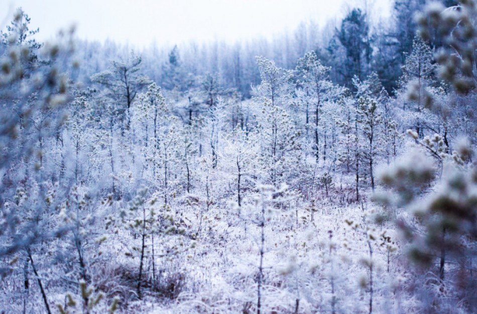 Jonaviečio sėkmė konkurse „Pavyzdingai tvarkoma privati miško valda“