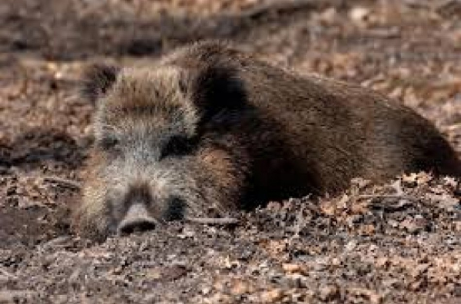 Jonavos rajone sumedžiotam šernui nustatytas afrikinis kiaulių maras