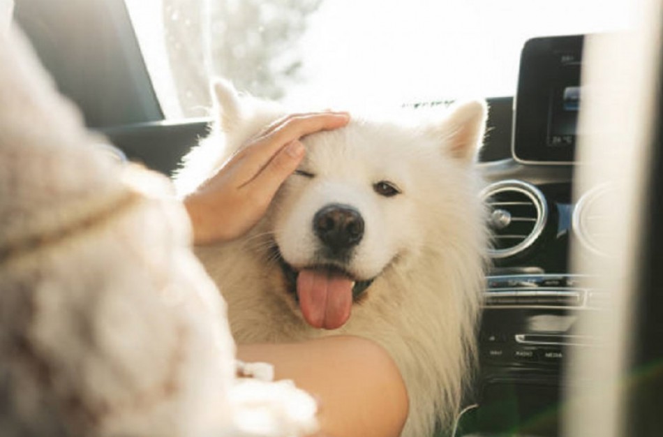 Viskas apie tai, ką reikia žinoti, norint atsivežti augintinį iš užsienio