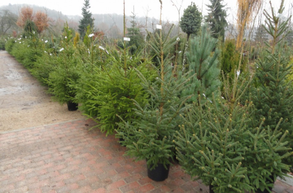 Aplinkosaugininkai ragina rinktis atsakingai užaugintas eglutes arba jų šakas