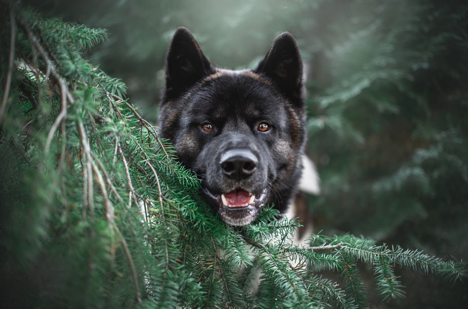 Gyvūnams taip pat svarbu stiprinti imunitetą
