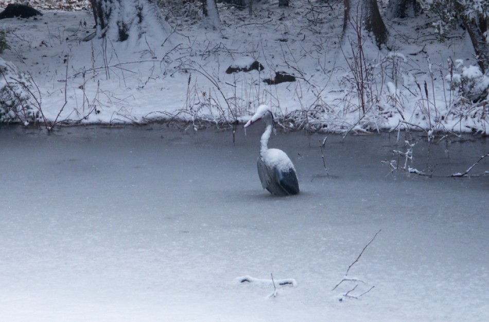 Kaip elgtis pamačius lede įšalusius paukščius