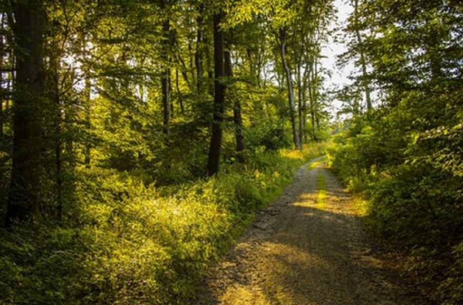 Parama miškams bus mažesnė, tačiau sumažės ir konkurentų dėl jos
