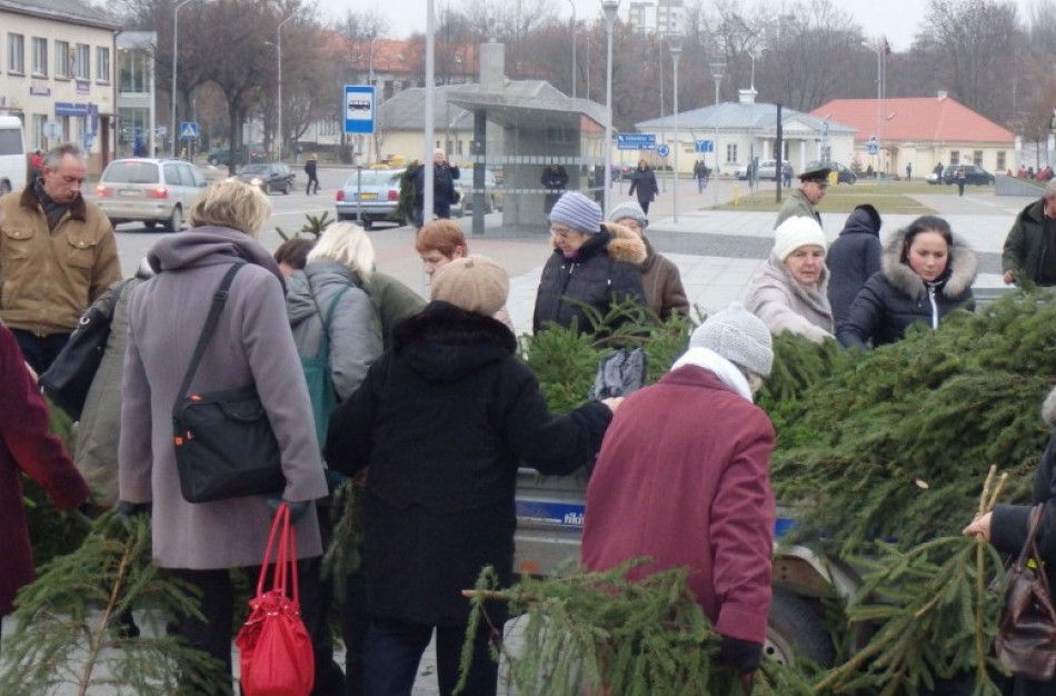 Eglių šakos Kalėdoms bus dalinamos jau šią savaitę