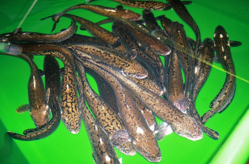 Įsigalioja draudimas žvejoti vėgėles: saugant jų išteklius, jis ilginamas 2 savaitėmis