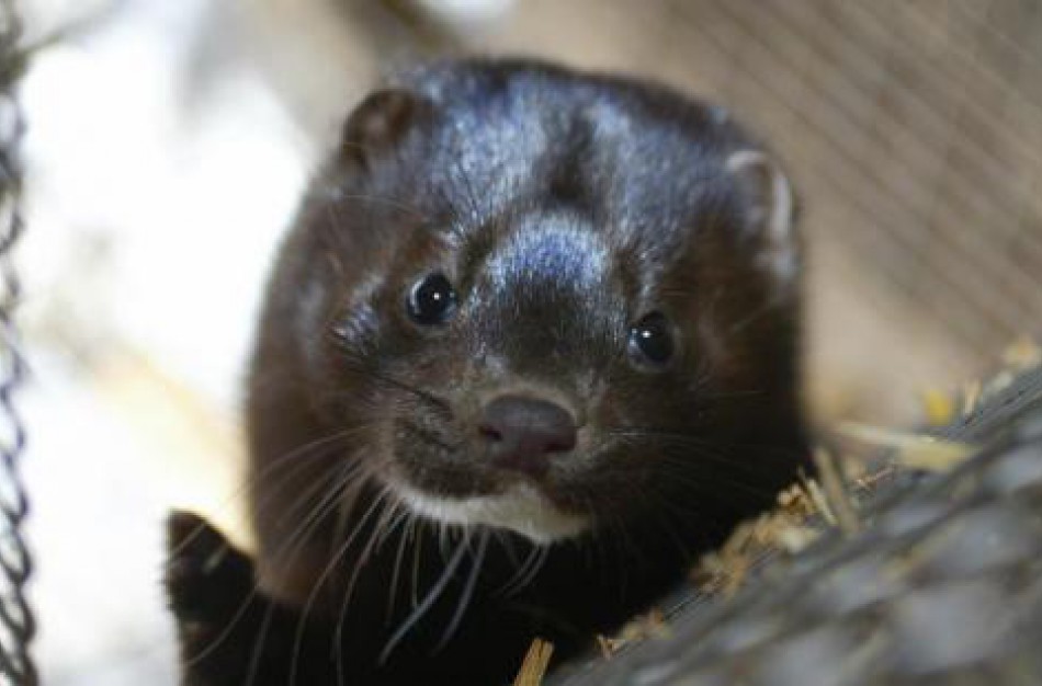 Nustatyti SARS-CoV-2 viruso atvejai kai kuriuose audinių ūkiuose