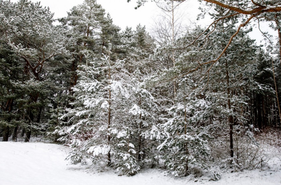 Savame miške eglutę galima kirsti be leidimo, tačiau ne bet kurią