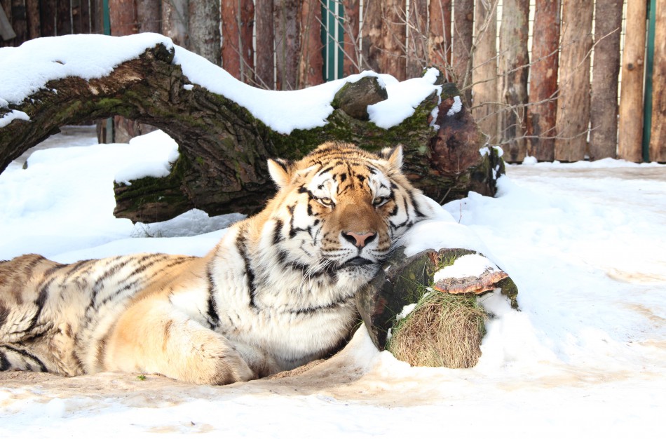Lietuvos zoologijos sodo tigrės prognozės 2022 metams