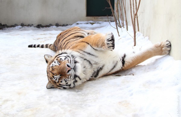 Lietuvos zoologijos sodo tigrės prognozės 2022 metams