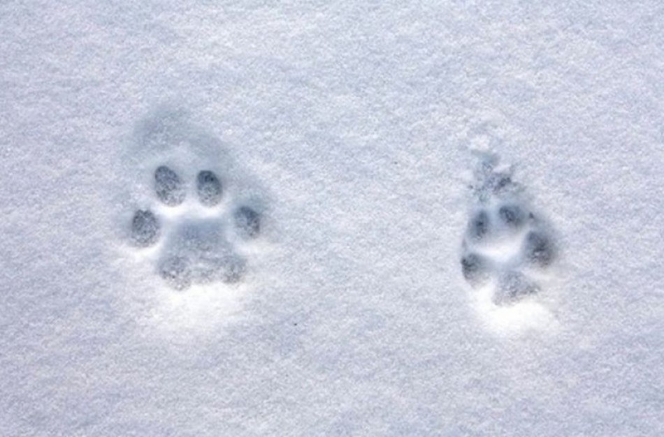 Ministerijos priminimas medžiotojams: neatidėliokite medžiojamųjų gyvūnų apskaitos