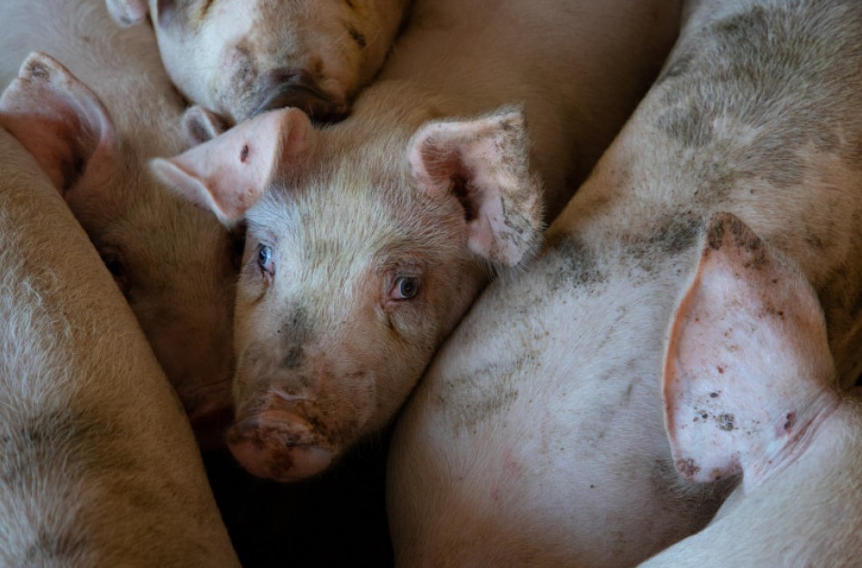 Gautas Europos Komisijos pritarimas – kiaulių laikytojams 2,2 mln. Eur bus išmokėti dar šiemet