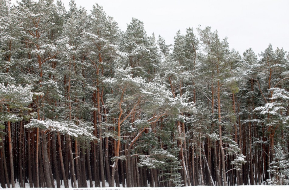 Lietuvoje mišką būtų galima įveisti 157 tūkst. hektarų žemės plote