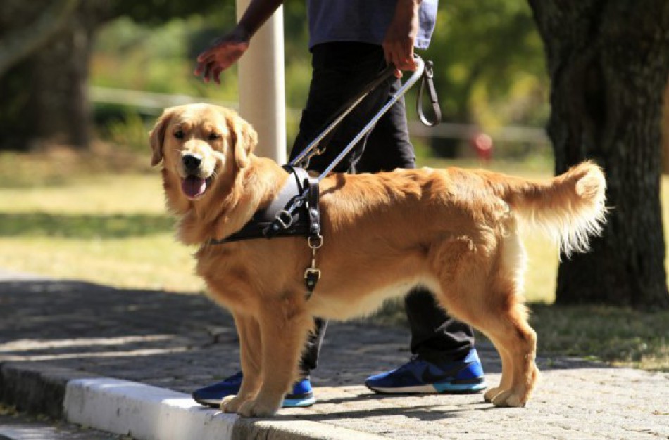 Jonavietė: ,,Ar šunų šeimininkai nesupranta, kad jų šunys patinka ne visiems?"